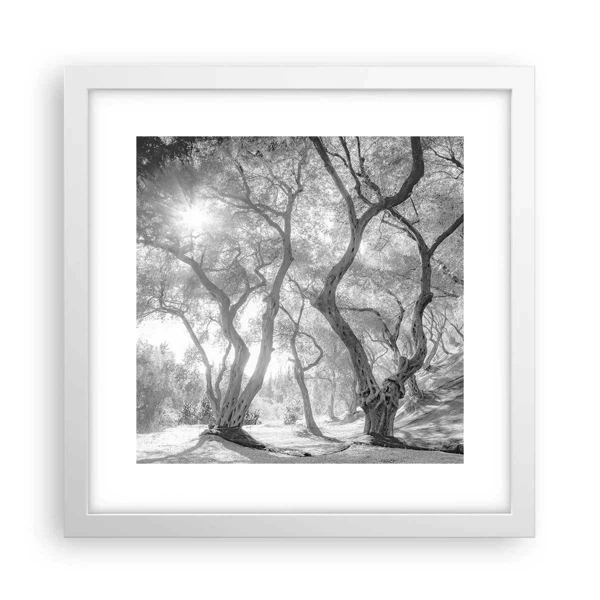 Affisch i vit ram - I en olivlund - 30x30 cm