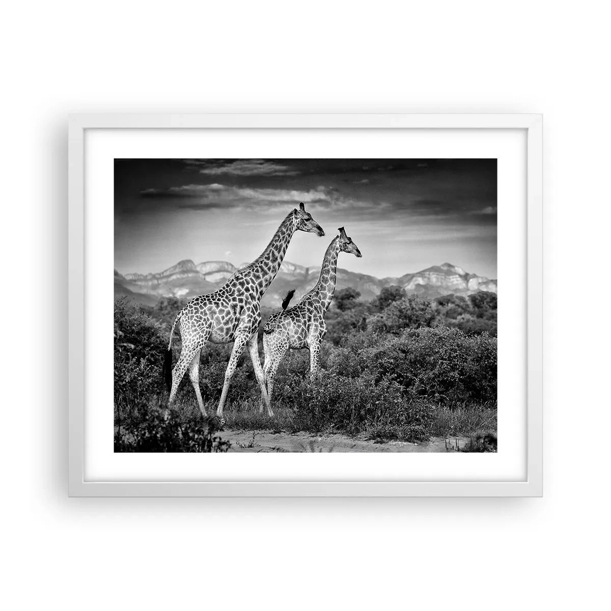 Affisch i vit ram - Högre klasser i Afrika - 50x40 cm