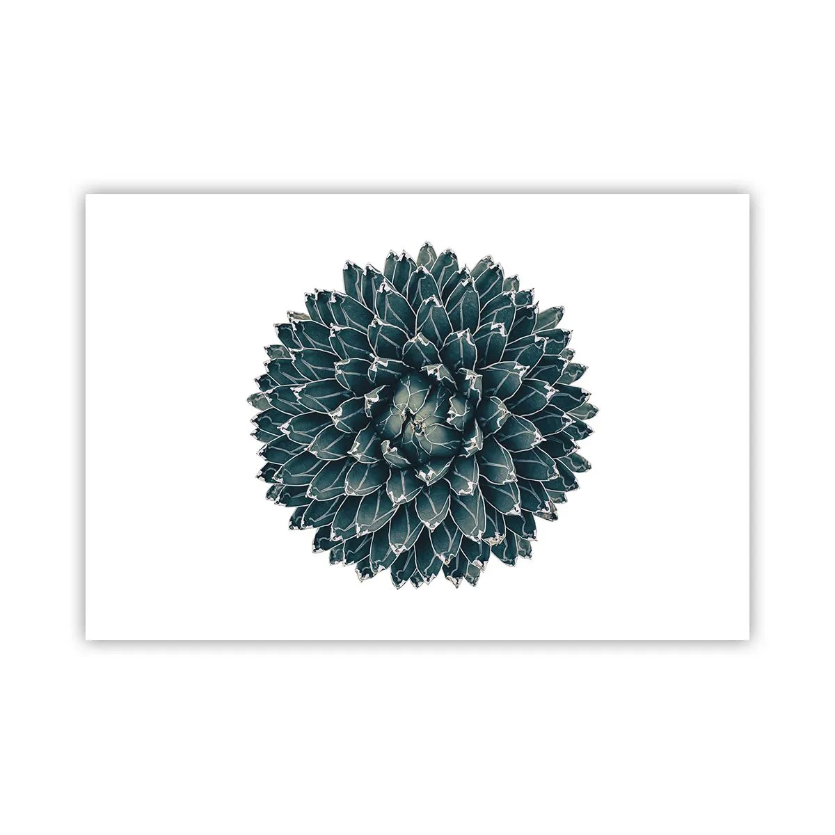 Affisch - Öknens stjärna - 91x61 cm