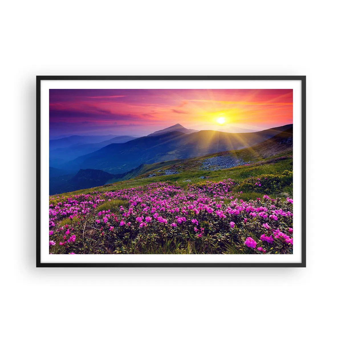 Affisch i svart ram - … Bergtallen doftar och örterna luktar runt omkring - 100x70 cm