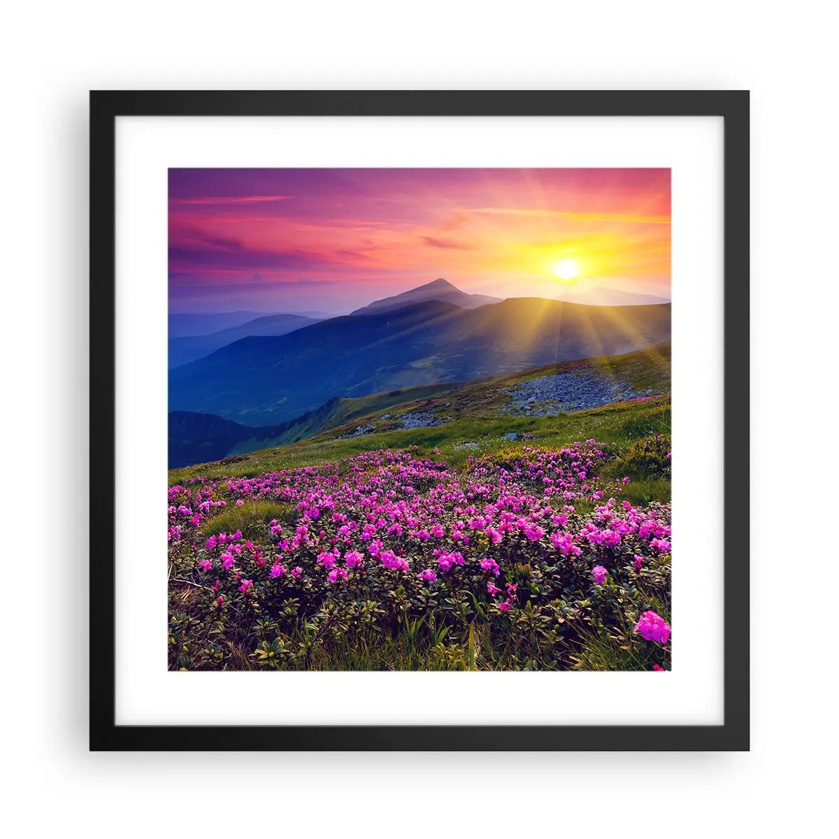 Affisch i svart ram - … Bergtallen doftar och örterna luktar runt omkring - 40x40 cm