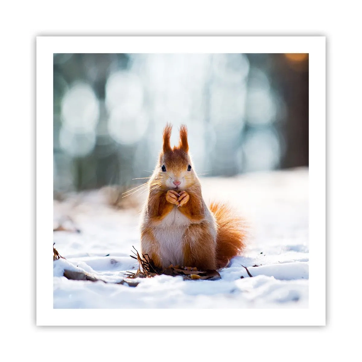 Affisch - Vad glor du på? - 60x60 cm