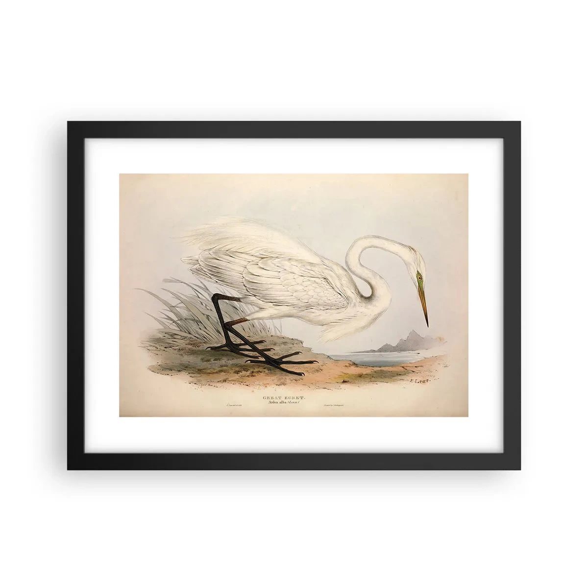 Affisch i svart ram - En dam i vassen - 40x30 cm