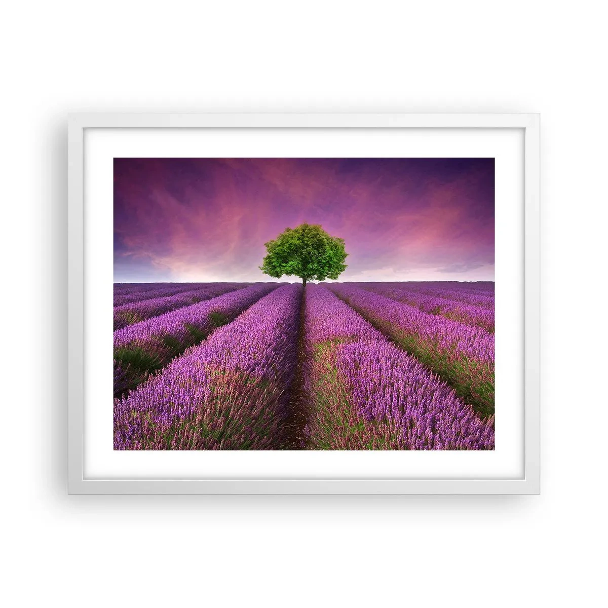 Affisch i vit ram - På lavendelåkrarna - 50x40 cm