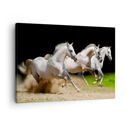 Canvastavla - Bild på duk - Tre vita hästar galopperar över sand och gräs - 70x50cm - De tre gracerna - Modern väggdekoration för vardagsrum och sovrum ARTTOR