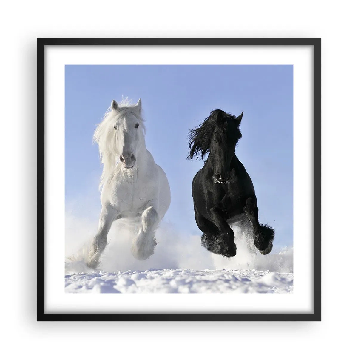 Affisch i svart ram - Svart-vit galopp - 50x50 cm