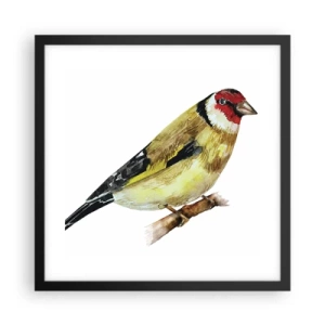 Affisch i svart ram - Fågelporträtt - 40x40 cm
