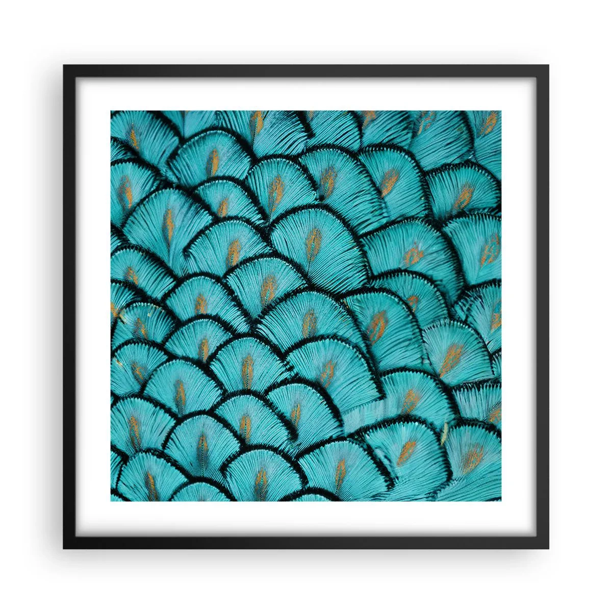 Affisch i svart ram - Den stora fjädergalan - 50x50 cm