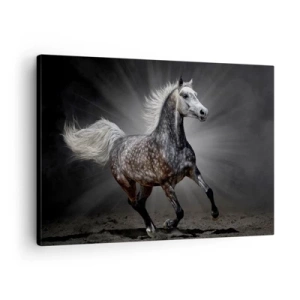 Canvastavla - Bild på duk - En vit häst galopperar mot en mörk bakgrund - 70x50cm - Grått är vackert - Modern väggdekoration för vardagsrum och sovrum ARTTOR