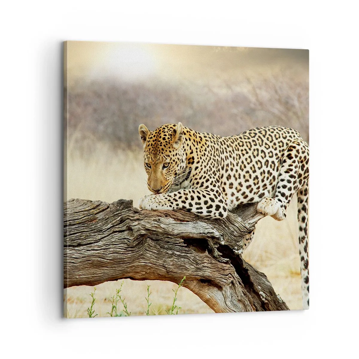 Canvastavla - Bild på duk - Jag går min egen väg - 60x60 cm