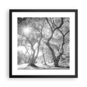 Affisch i svart ram - I en olivlund - 40x40 cm