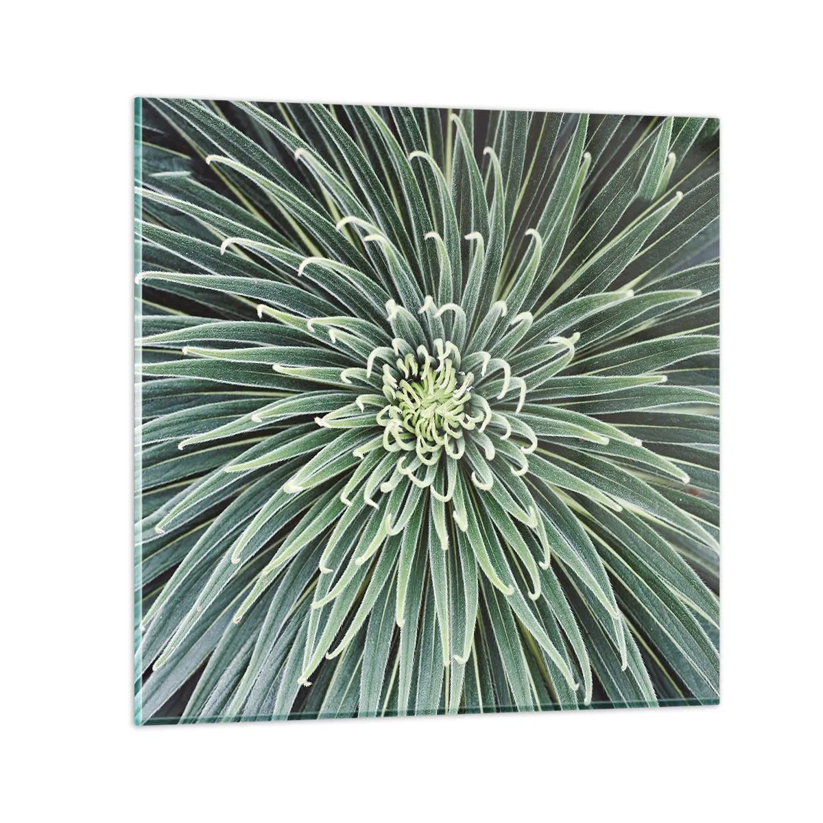 Glastavla - Bild på glas - Stjärna föds - 70x70 cm