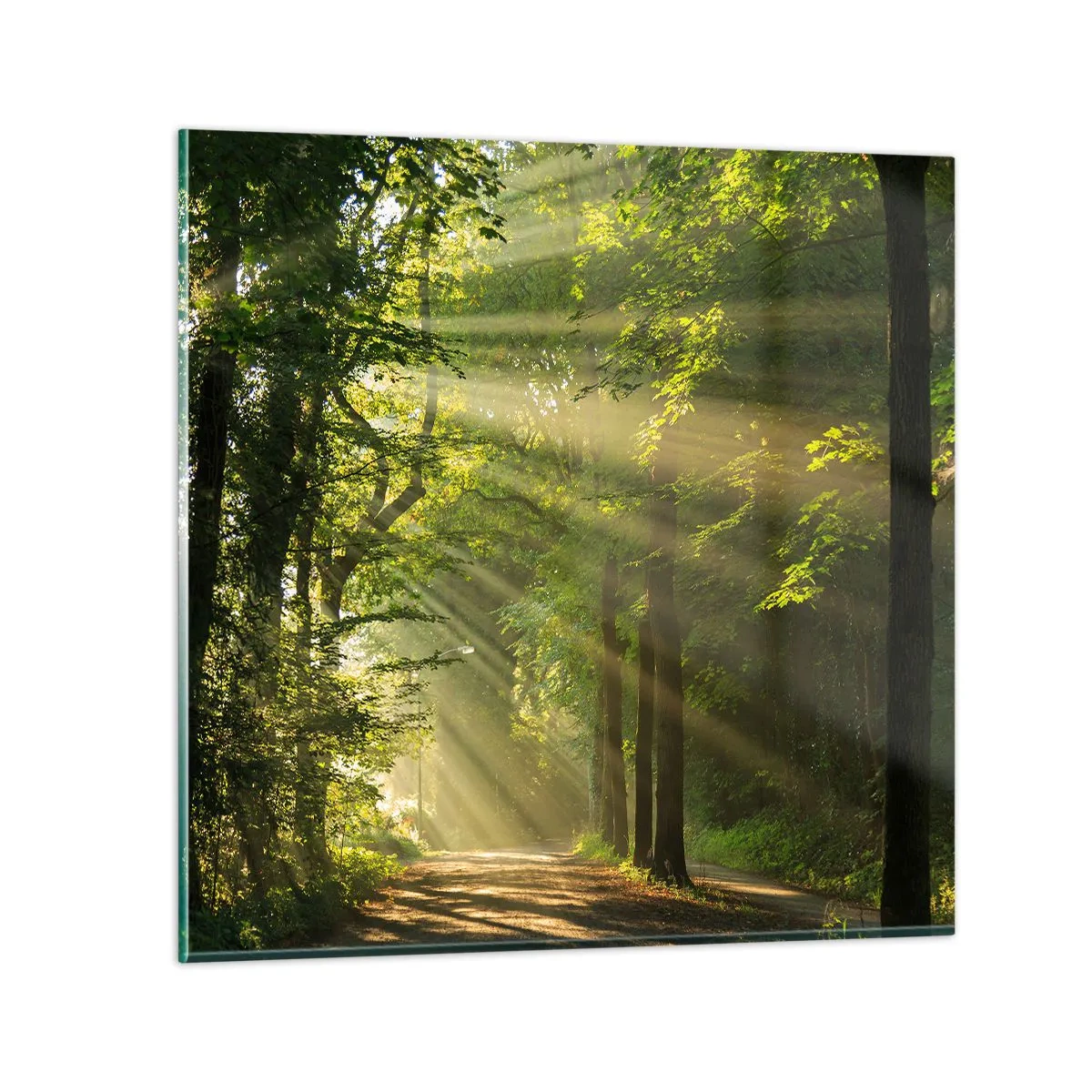 Glastavla - Bild på glas - En stund i skogen - 50x50 cm
