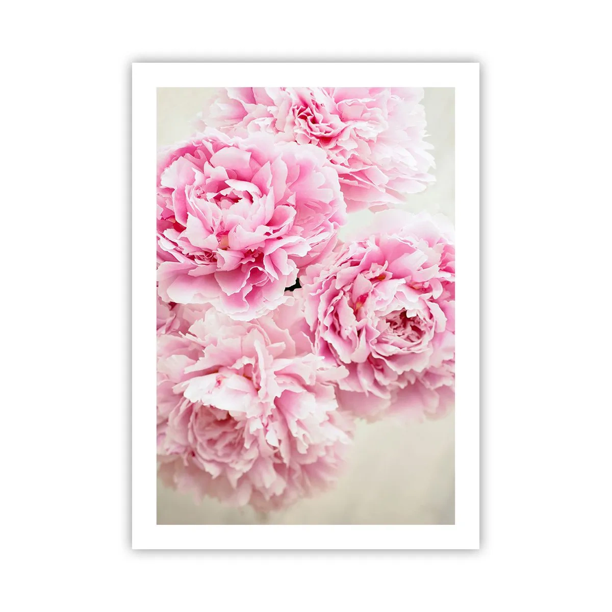 Affisch - Rosa prakt - 50x70 cm
