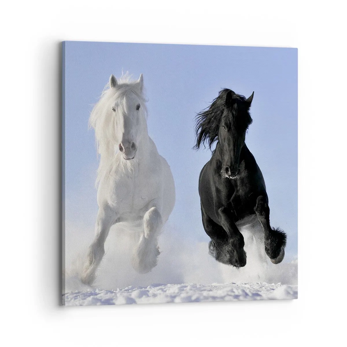 Canvastavla - Bild på duk - Svart-vit galopp - 70x70 cm