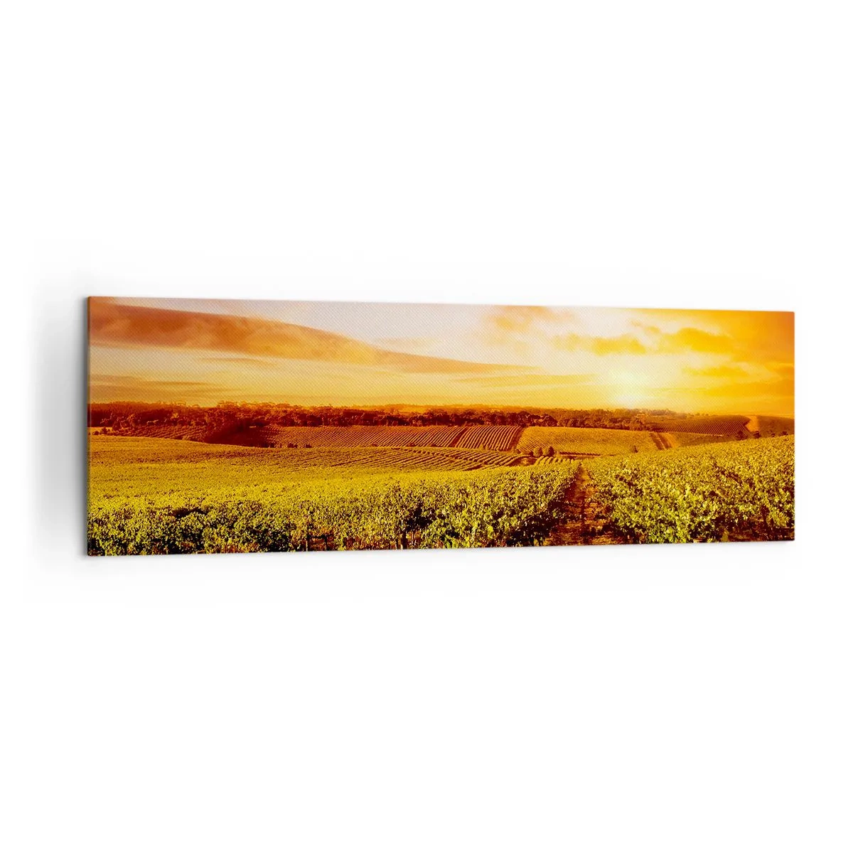 Canvastavla - Bild på duk - Fina druvor med en gnutta sol - 160x50 cm