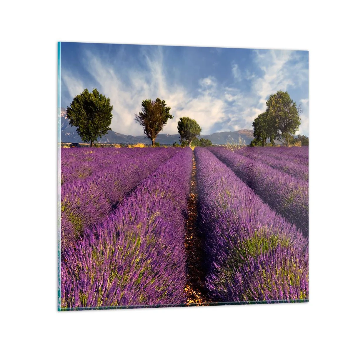 Glastavla - Bild på glas - Lavendelrader - 60x60 cm