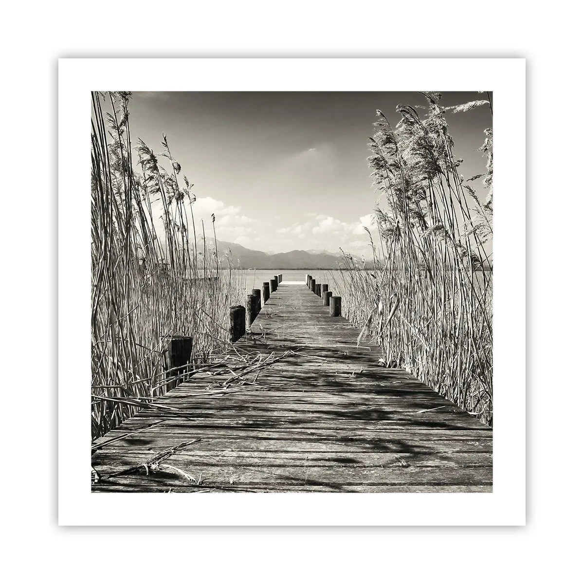 Affisch - I gräsets fristad - 50x50 cm