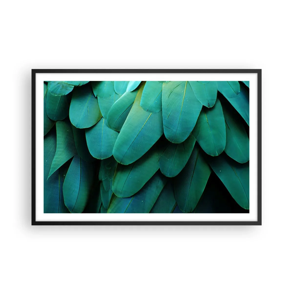 Affisch i svart ram - Precision av papegojans natur - 91x61 cm