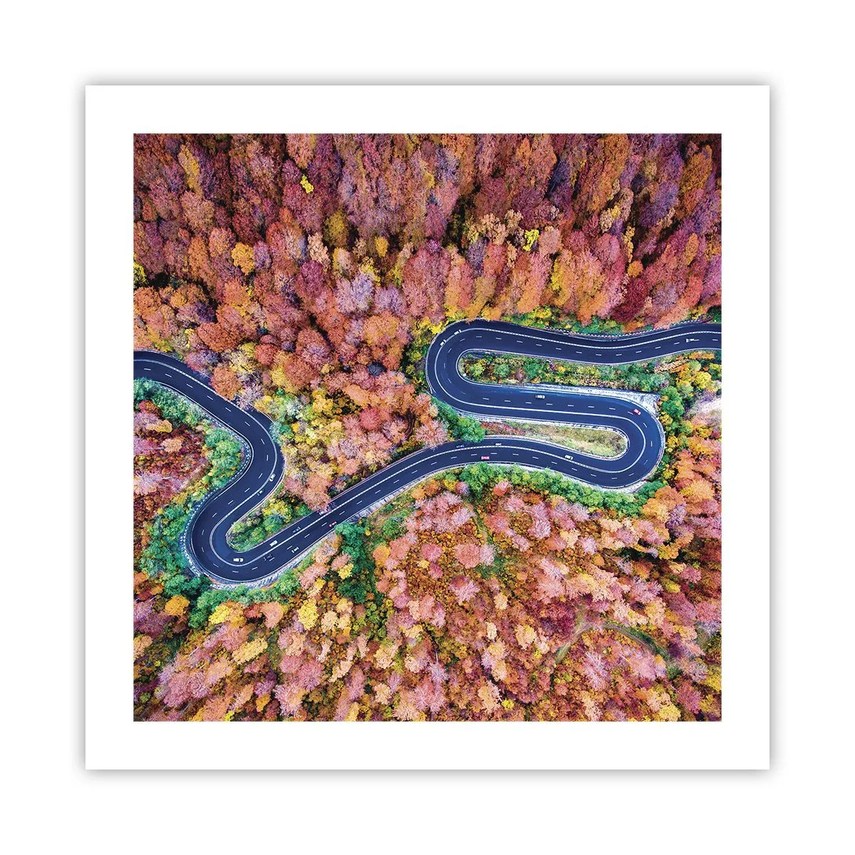 Affisch - Slingrande väg genom skogen - 50x50 cm