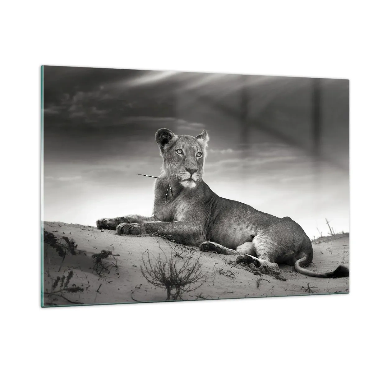 Glastavla - Bild på glas - Öknens drottnings vila - 120x80 cm