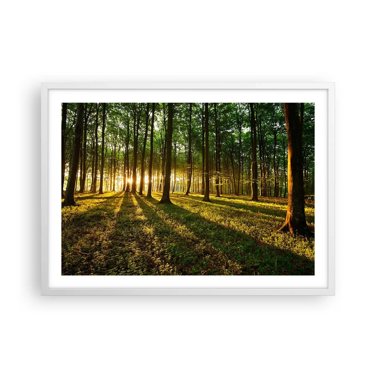 Affisch i vit ram - Fotografi av alla vårar - 70x50 cm