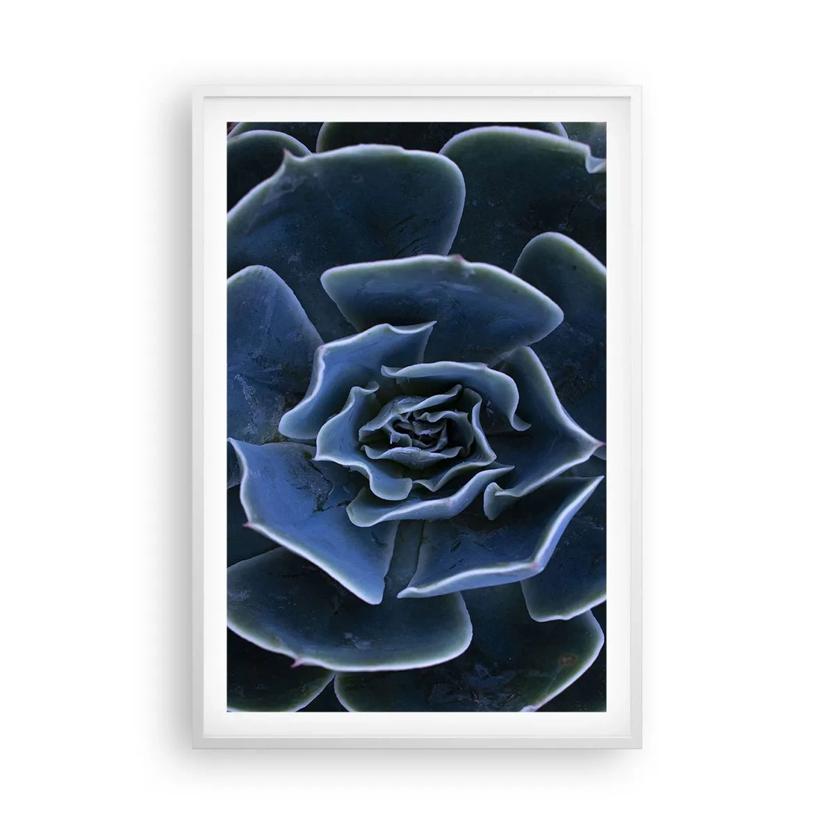 Affisch i vit ram - Öknens blomma - 61x91 cm