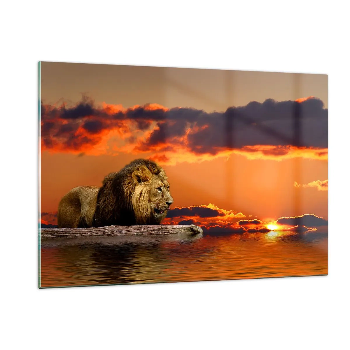 Glastavla - Bild på glas - Naturens kung - 120x80 cm