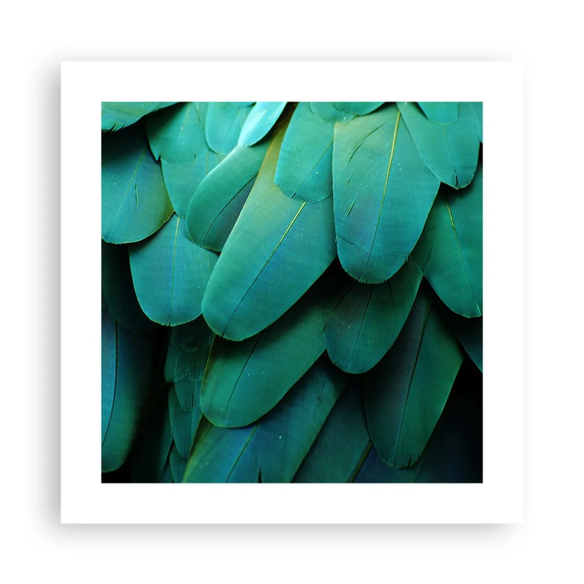 Affisch - Precision av papegojans natur - 40x40 cm