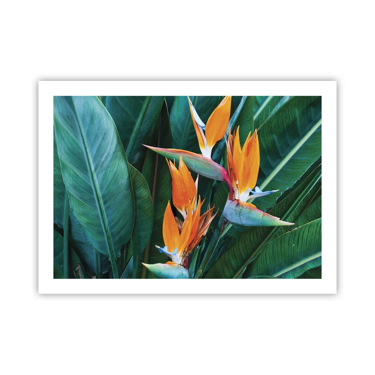 Affisch - Är det en blomma, eller en fågel? - 70x50 cm