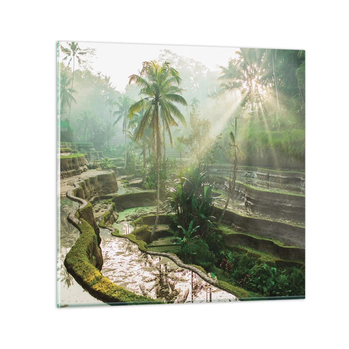 Glastavla - Bild på glas - Växa upp i solsken - 70x70 cm