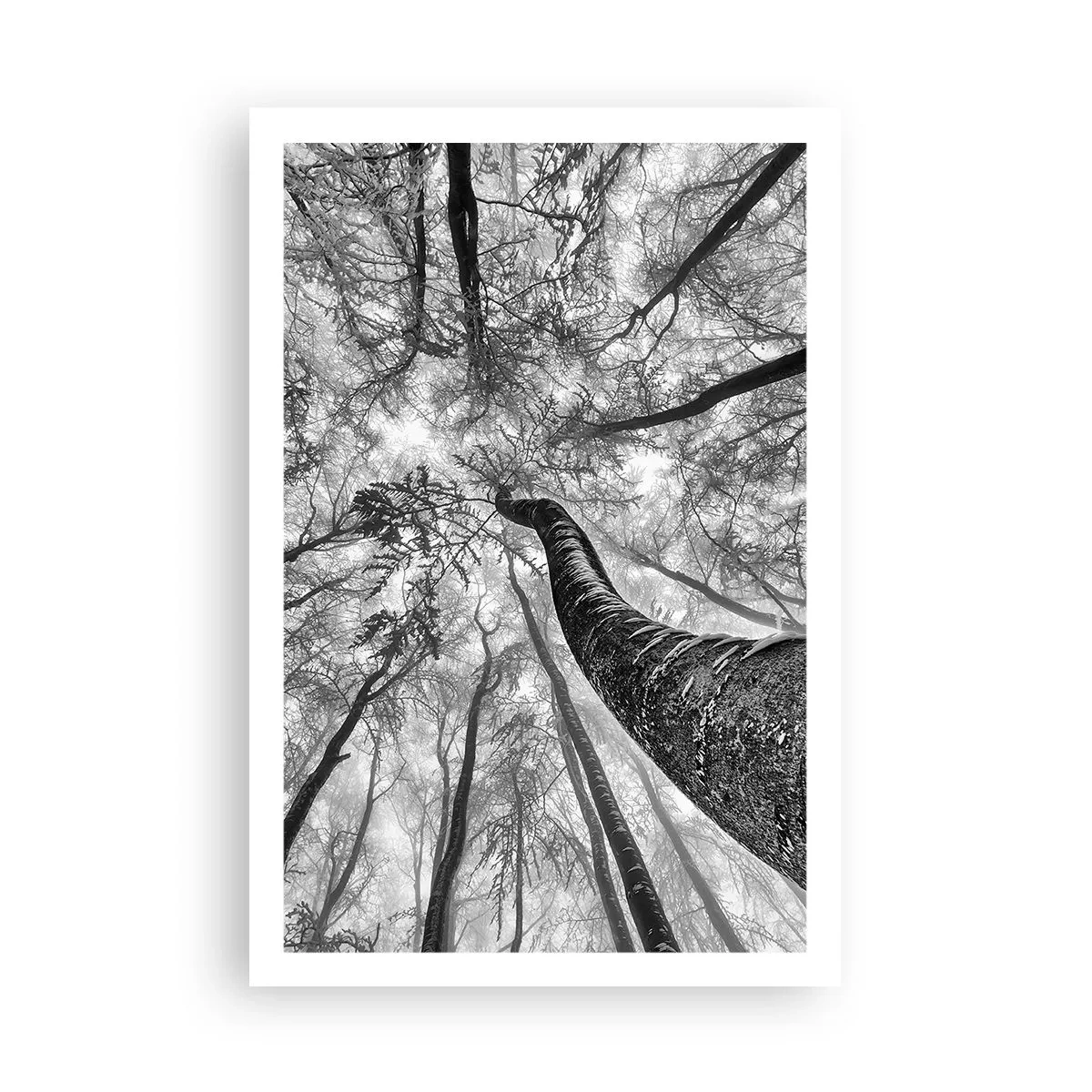 Affisch - Kapplöpning mot ljuset - 61x91 cm