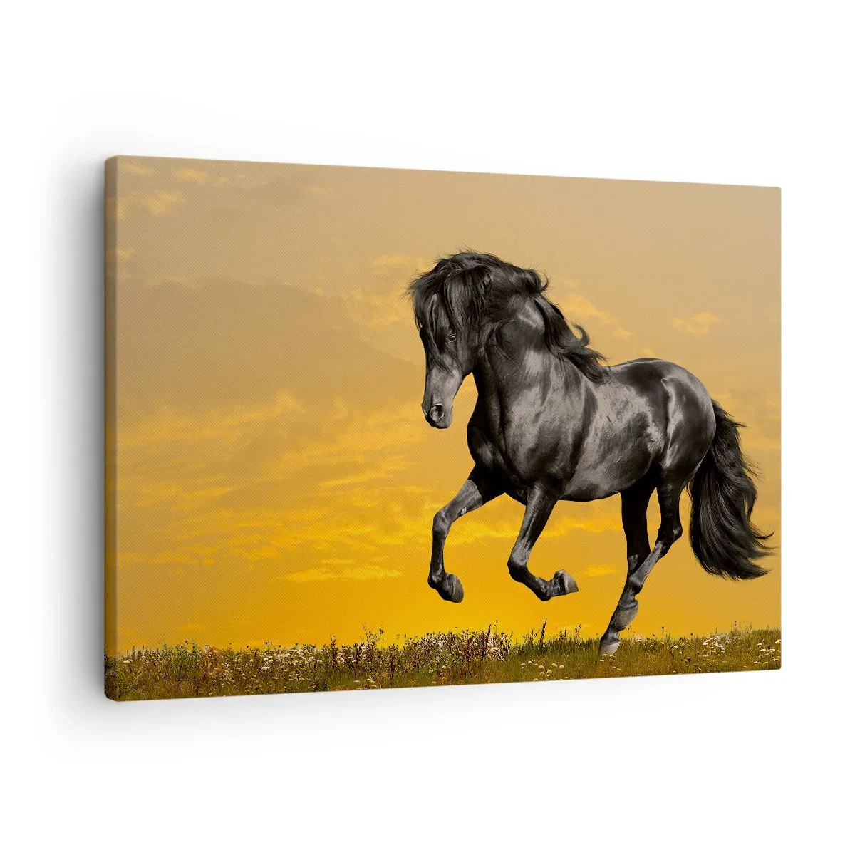 Canvastavla - Bild på duk - En svart häst galopperar mot bakgrund av en gyllene solnedgång. - 70x50cm - Vacker, fri och vild - Modern väggdekoration för vardagsrum och sovrum ARTTOR