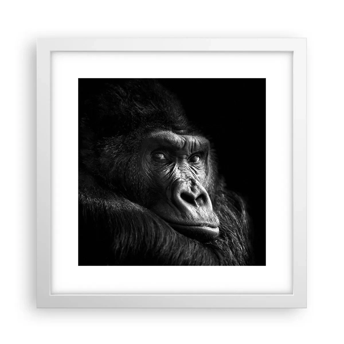 Affisch i vit ram - Varför glor du? - 30x30 cm