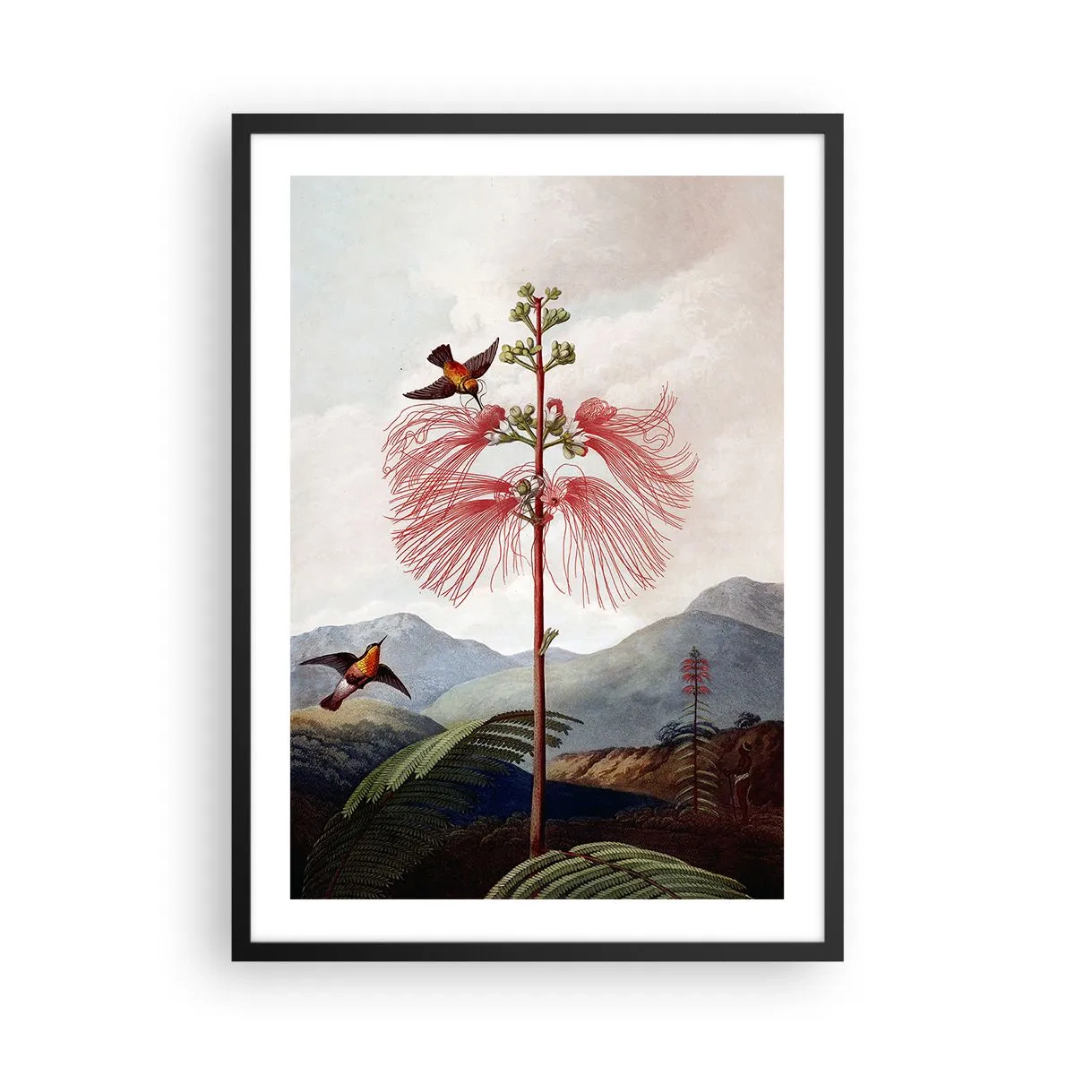 Affisch i svart ram - Exotisk blomma med kolibrier bland bergen - 50x70cm - I ett tropiskt paradis - Modern väggdekoration för vardagsrum och sovrum ARTTOR