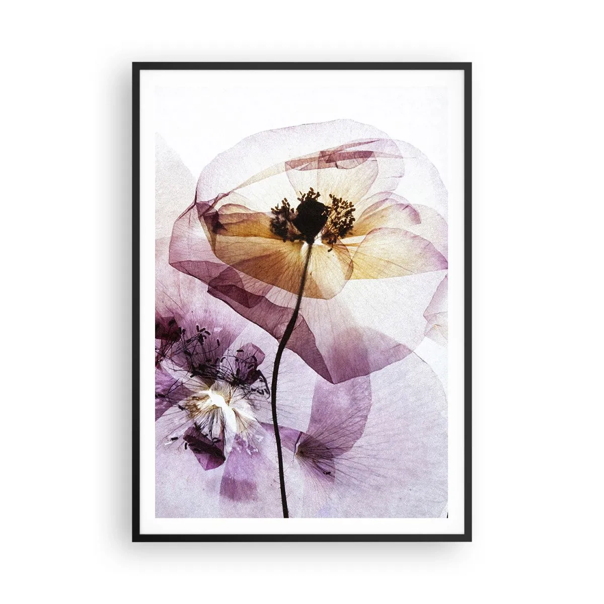 Affisch i svart ram - Blommornas transparenta kroppar - 70x100 cm