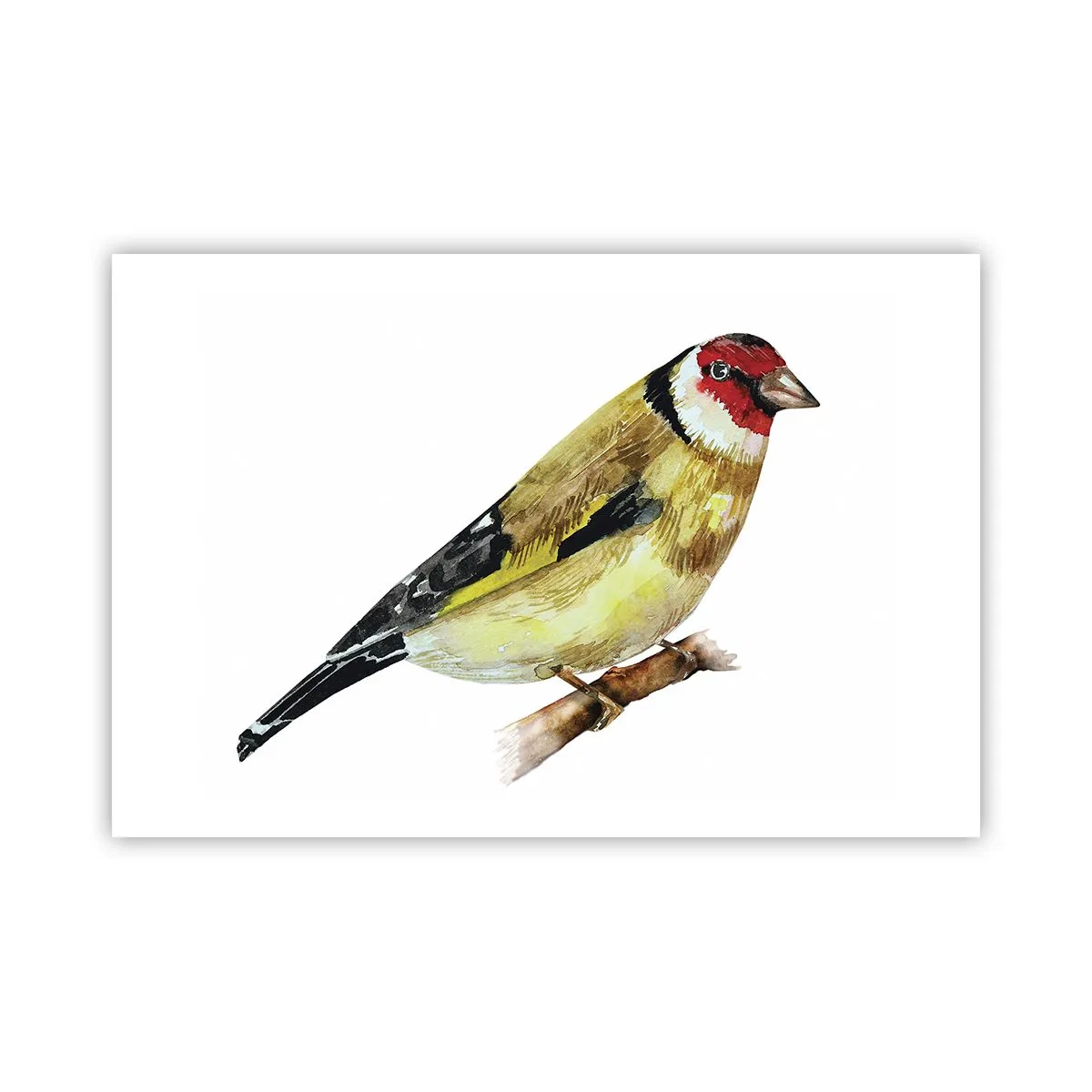 Affisch - Fågelporträtt - 91x61 cm
