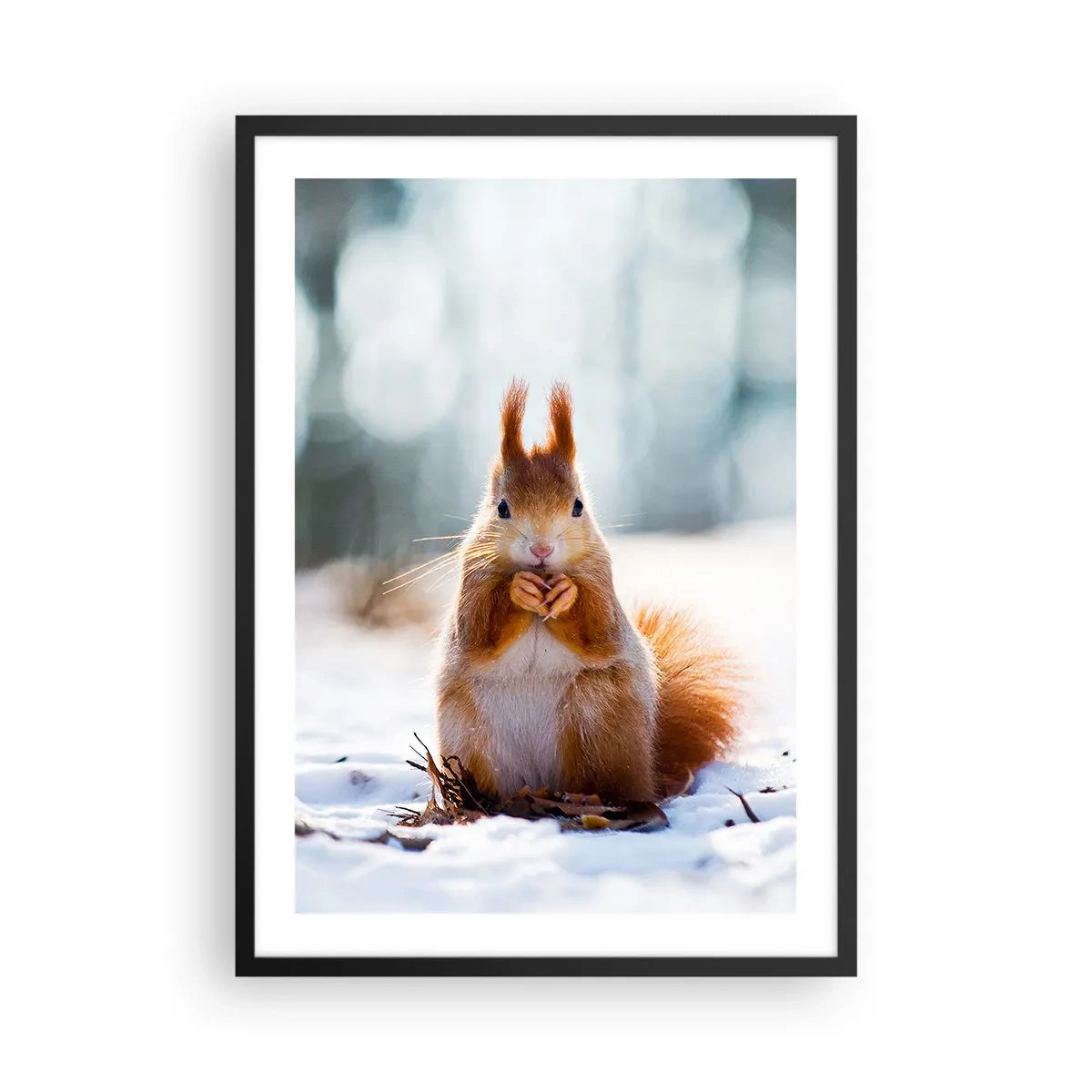 Affisch i svart ram - Ekorre i snön i vinterskogen - 50x70cm - Vad glor du på? - Modern väggdekoration för vardagsrum och sovrum ARTTOR