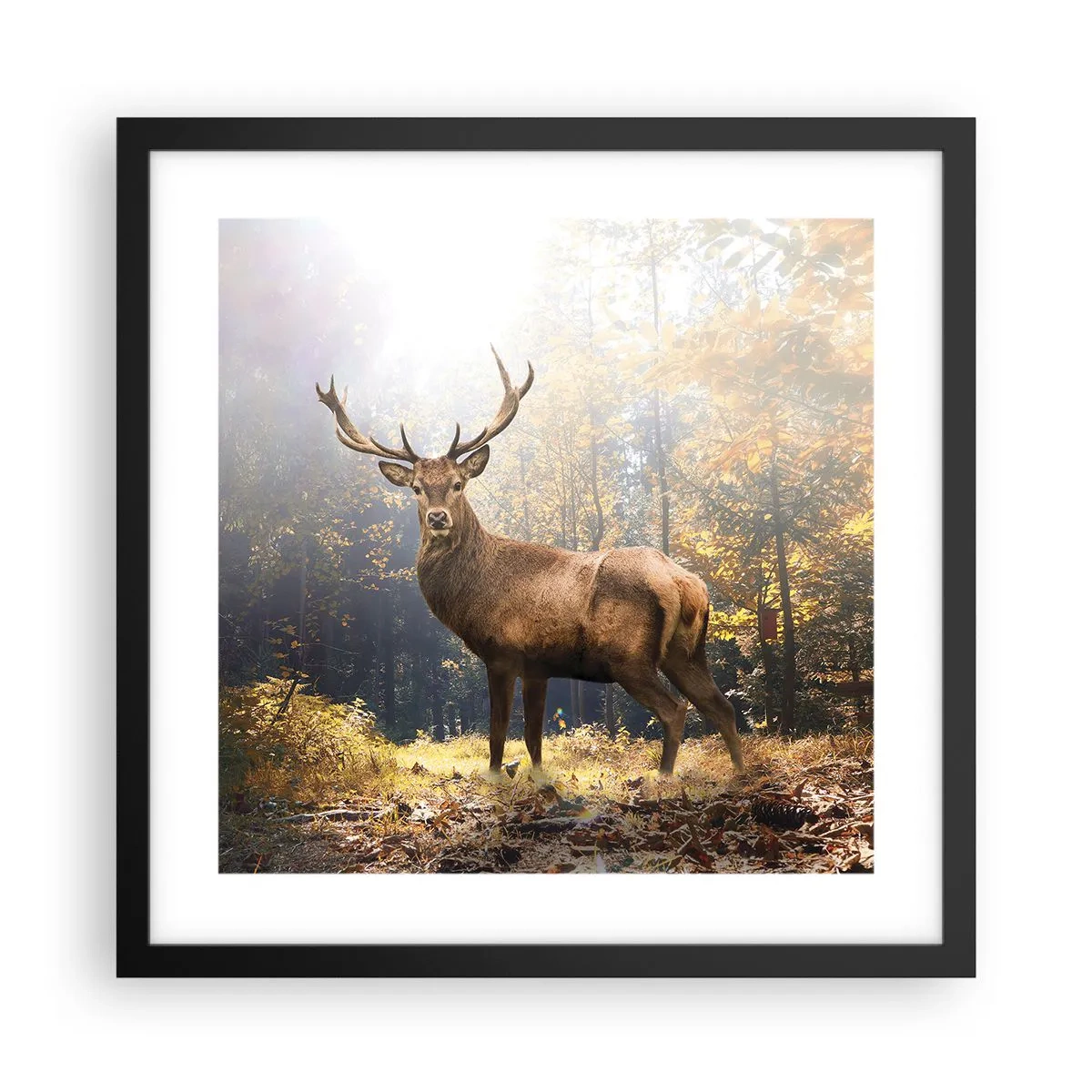 Affisch i svart ram - I fullt majestät - 40x40 cm
