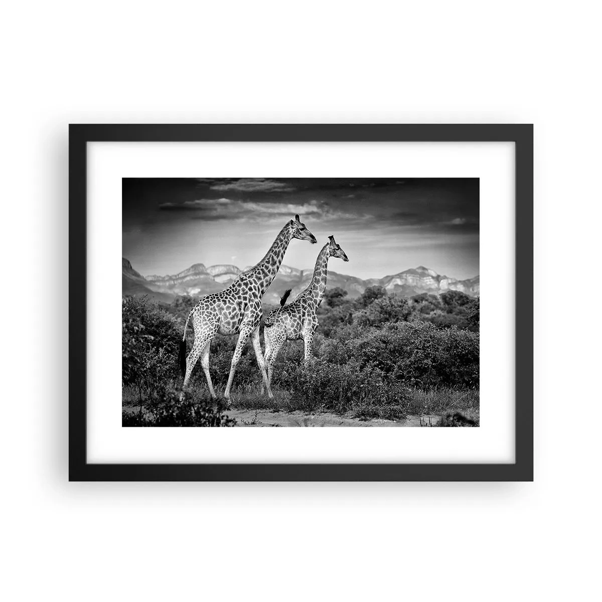 Affisch i svart ram - Högre klasser i Afrika - 40x30 cm