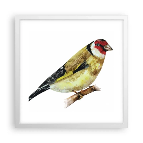 Affisch i vit ram - Fågelporträtt - 40x40 cm