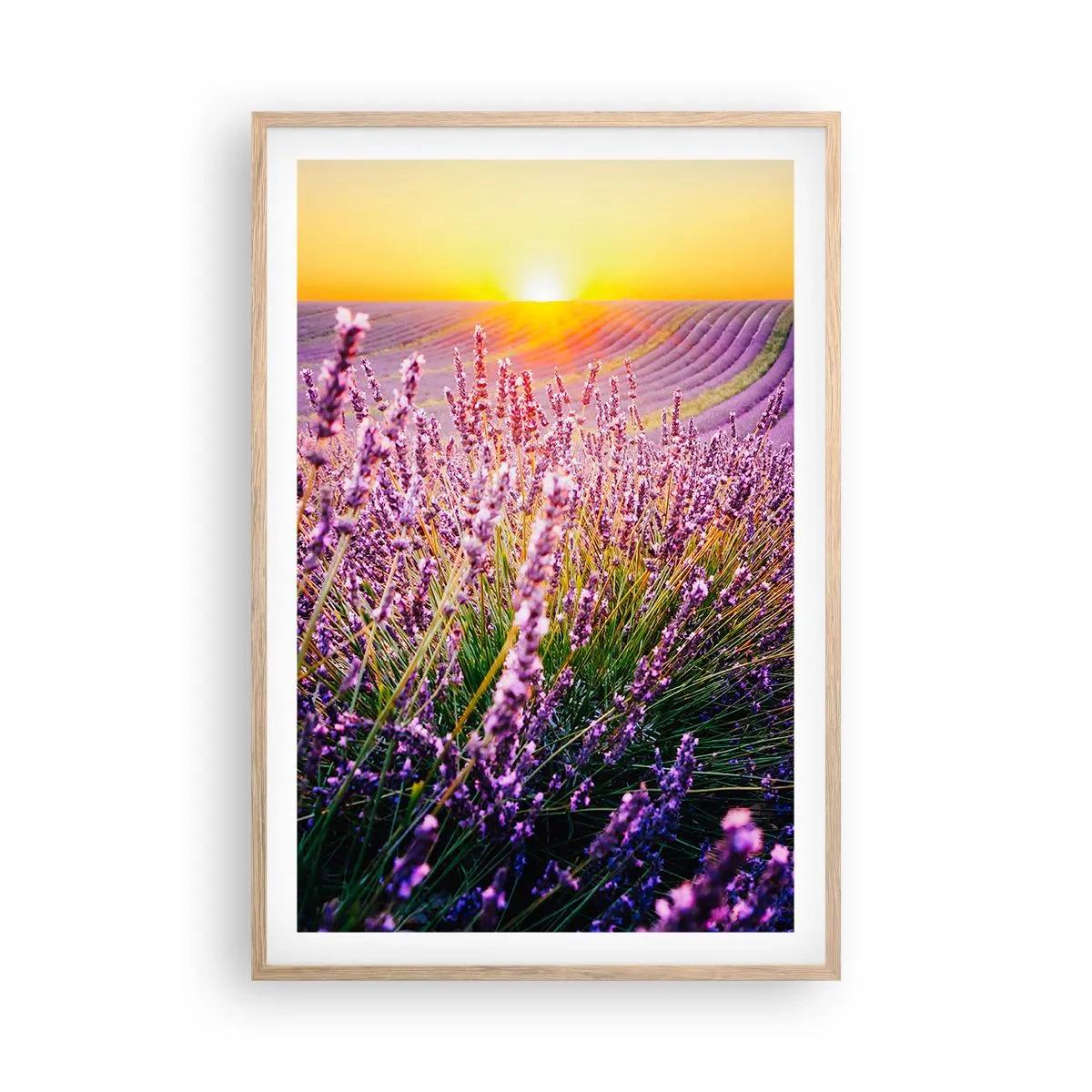 Affisch i ram av ljusek - Doftande åkermark - 61x91 cm