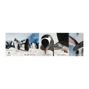 Provbit av självhäftande fototapet Deluxe Sticker - Dans på snön - Pingvin, Antarktis, Landskap - 100x30 cm