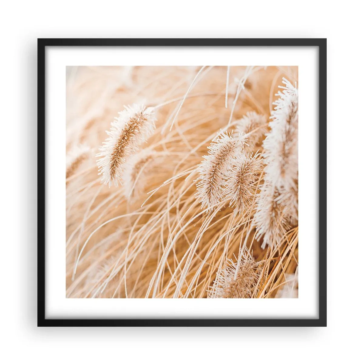 Affisch i svart ram - Gyllene gräsrassel - 50x50 cm
