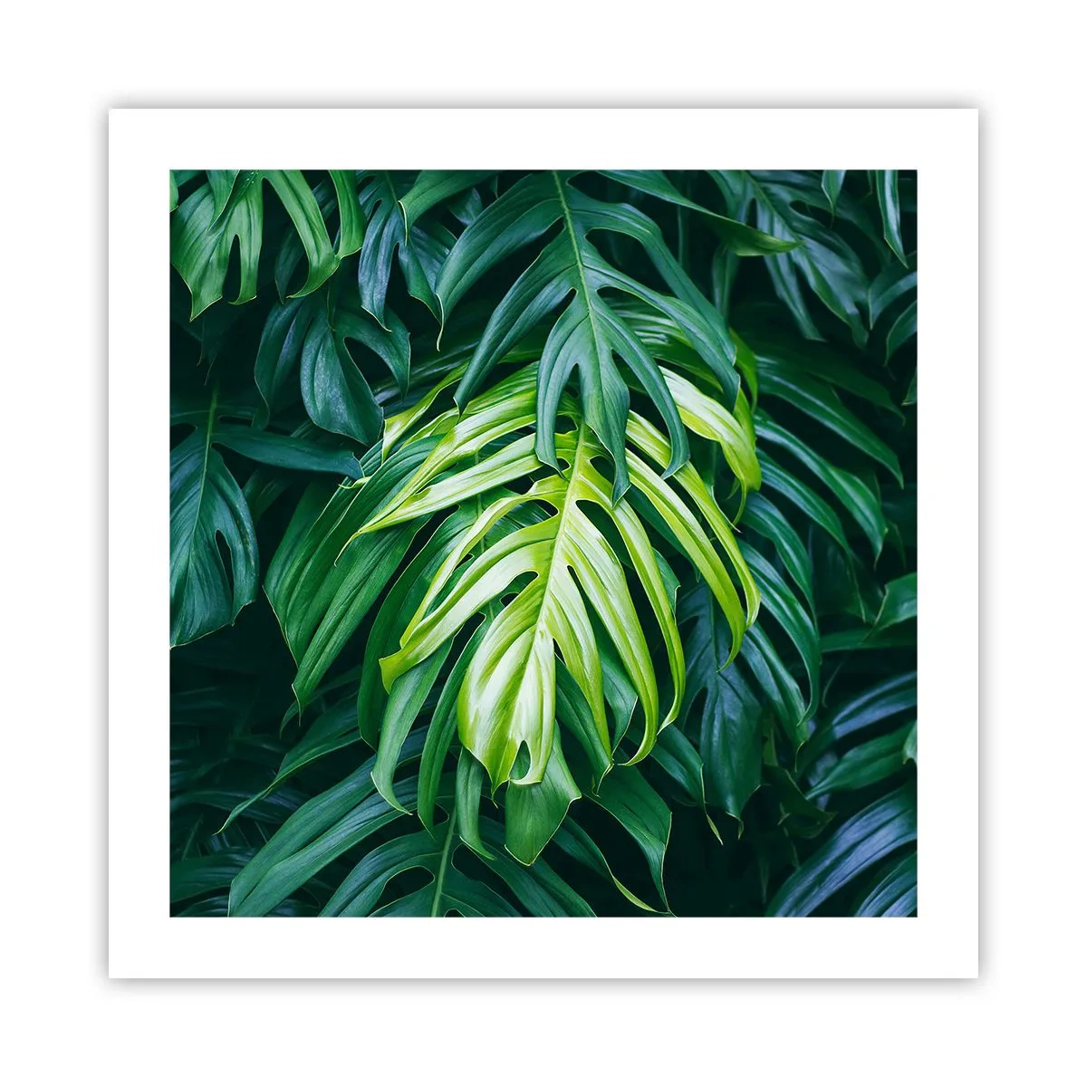 Affisch - Doppa sig i fräschheten - 50x50 cm