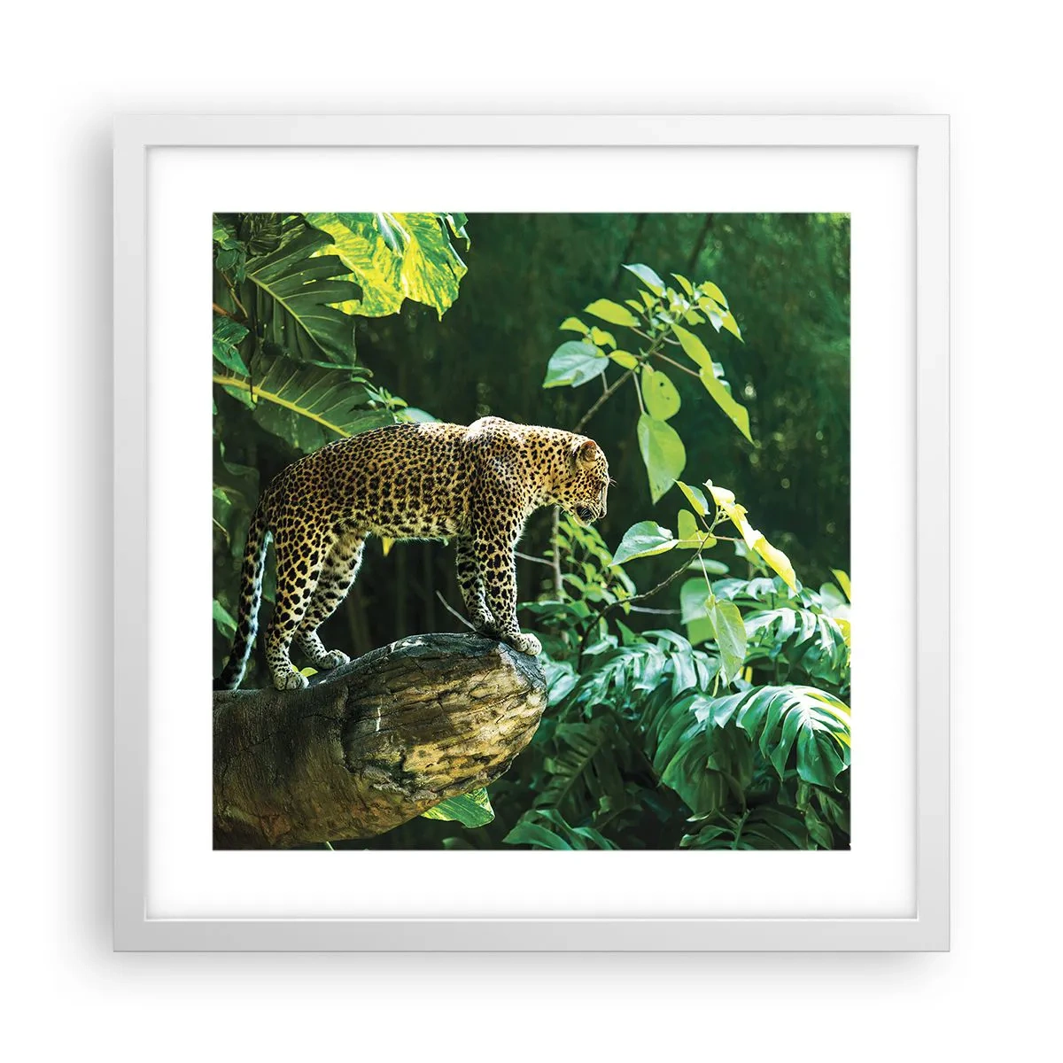 Affisch i vit ram - På jakt? - 40x40 cm