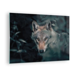 Glastavla - Bild på glas - En varg vaksamt tittar från sitt gömställe i skogssnåret - 70x50cm - Jägare - Modern väggdekoration för vardagsrum och sovrum ARTTOR