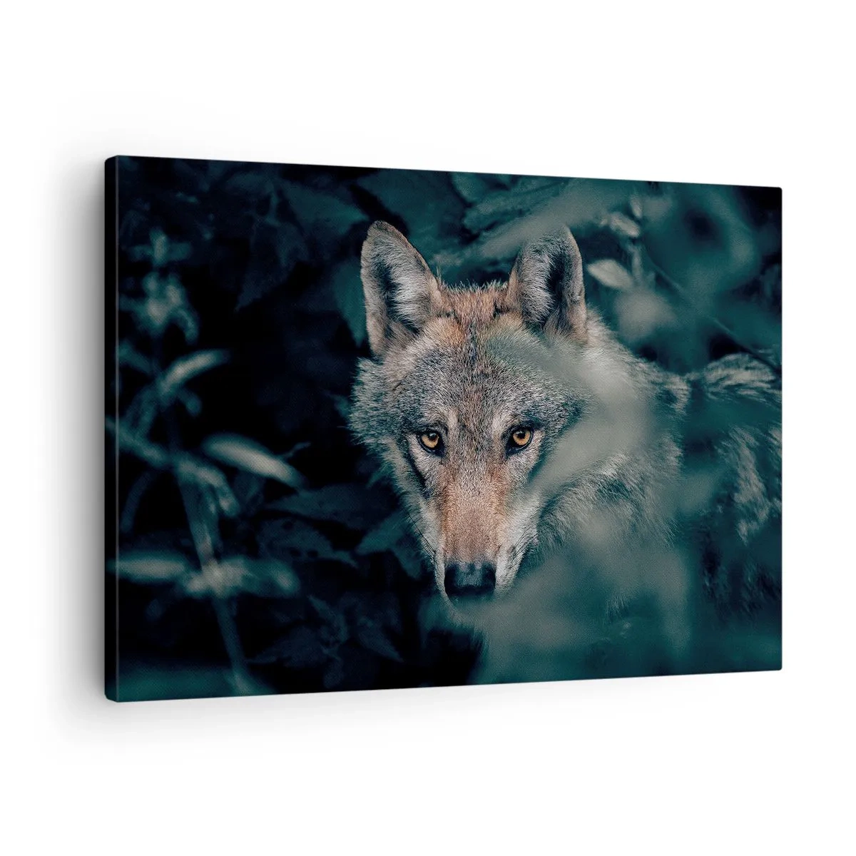 Canvastavla - Bild på duk - En varg i sin naturliga miljö, tittande ut från skogens djup. - 70x50cm - Jägare - Modern väggdekoration för vardagsrum och sovrum ARTTOR