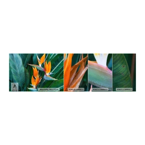 Provbit av självhäftande fototapet Deluxe Sticker - Är det en blomma, eller en fågel? - Strelitzia Royal, Blomma, Afrika - 100x30 cm