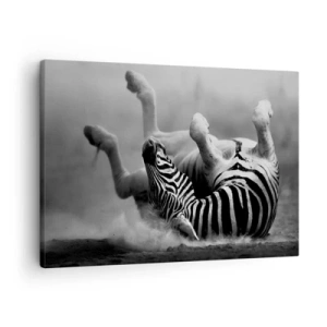 Canvastavla - Bild på duk - En svartvit zebra som rullar i sanden - 70x50cm - Endast hästen skulle inte skratta - Modern väggdekoration för vardagsrum och sovrum ARTTOR